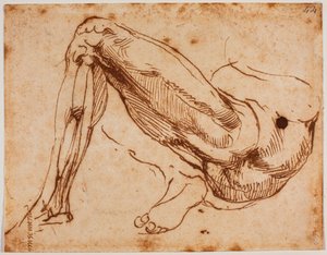 Study of legs by Michelangelo Buonarroti