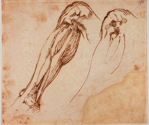Two leg studies by Michelangelo Buonarroti