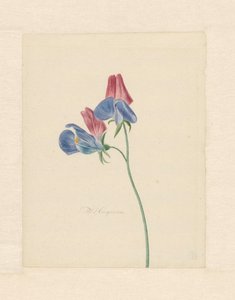 Branch with Two Flowers