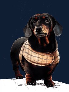 Arthur The Dachshund on Midnight Blue