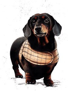 Arthur The Dachshund on White