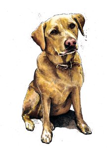 Daisy The Labrador on White