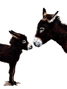Donkey Mother and Baby on White