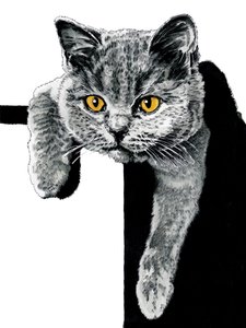 Flora The Kitten on White by Mike Davis