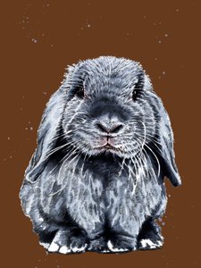 Grey One The Bunny