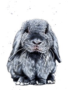 Grey One The Bunny on White