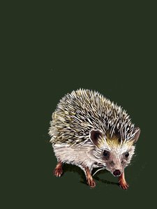 Kimchi The Hedgehog