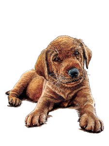 Marge The Puppy