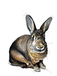 Meg The Bunny