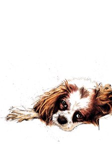 Meg The Spaniel on White