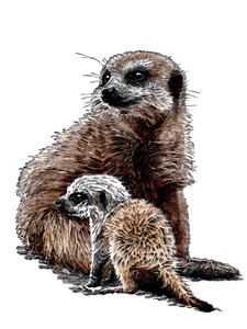 New Baby Meerkats on White