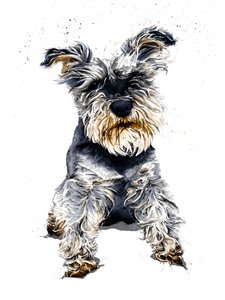 Ollie The Schnauzer