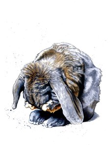 Rabbit Paws