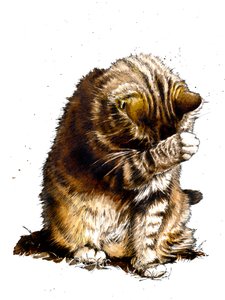Smallfry The Cat