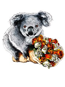 Thanks Koala on White