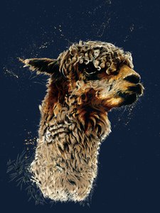 The Alpaca on Midnight Blue