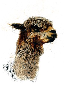 The Alpaca on White