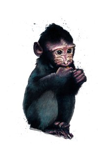 The Baby Macaque on White, 2020