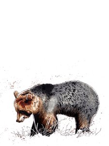 The Bear