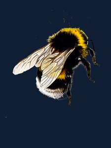 The Bee on Midnight Blue