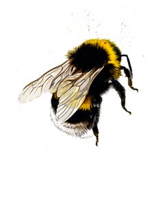 The Bee on White