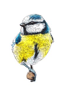 The Blue Tit on White by Mike Davis