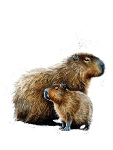 The Capybaras on White