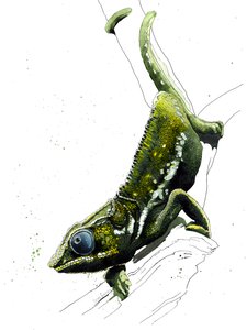 The Chameleon on White