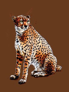 The Cheetah on Burnt Orange