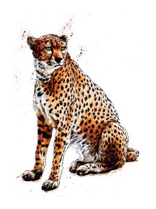 The Cheetah on White