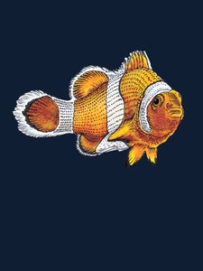 The Clownfish on Midnight Blue