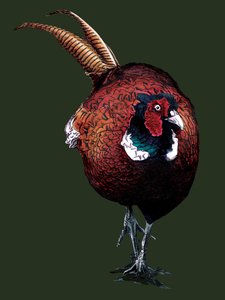 The Common Pheasant on Forest Green by Mike Davis