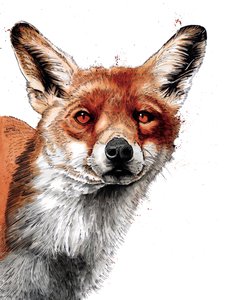 The Fox on White