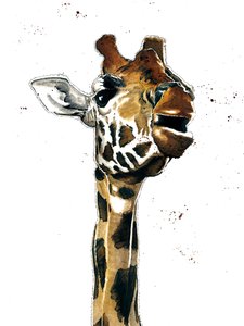 The Giraffe on White