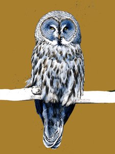 The Great Grey Owl by Mike Davis