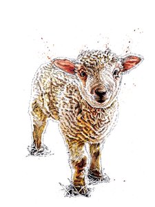 The Lamb on White