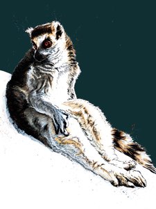 The Lazy Lemur on Midnight Blue, 2020