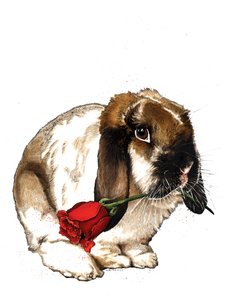 The Love Bunny on White