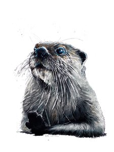 The Otter on White