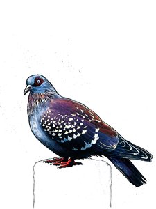 The Pigeon by Mike Davis