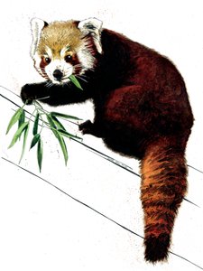 The Red Panda on White by Mike Davis
