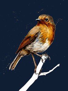 The Robin by Mike Davis