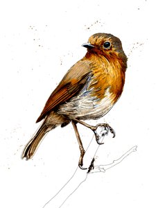 The Robin by Mike Davis