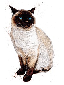 The Siamese Cat on White, 2020
