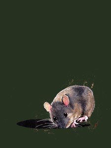 The Woodmouse on Forest Green