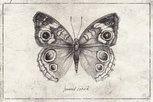 Butterfly Showcases Intricate Wing
