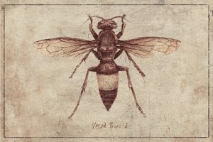 Illustration of a Vespa Tropica