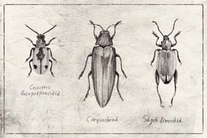 Insect Symphony