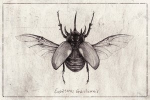 Pencil Drawing of a Eupatorus Gracilicornis Beetle