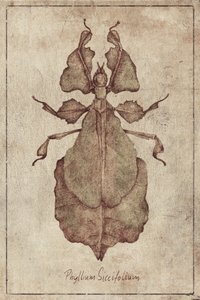 Phyllium Siccifolium Copy